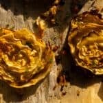 Easy Baked Cabbage Steaks Recipe